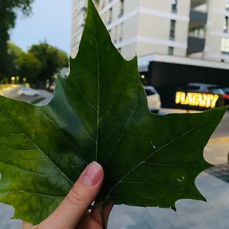 Rodzinny Platany Centrum