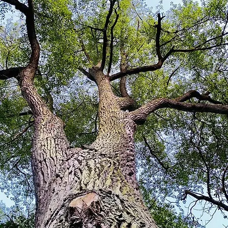 아파트 Rodzinny Platany Centrum *