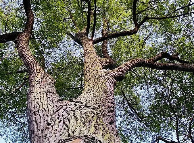 Appartamento Rodzinny Platany Centrum *