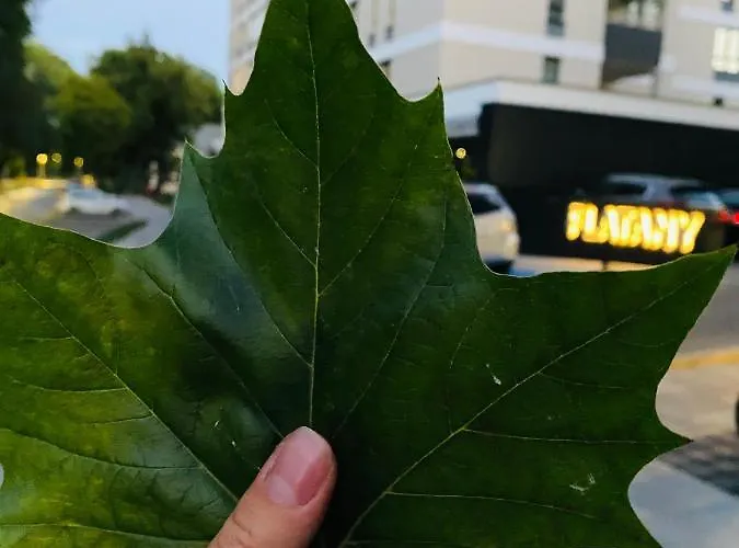 Rodzinny Platany Centrum